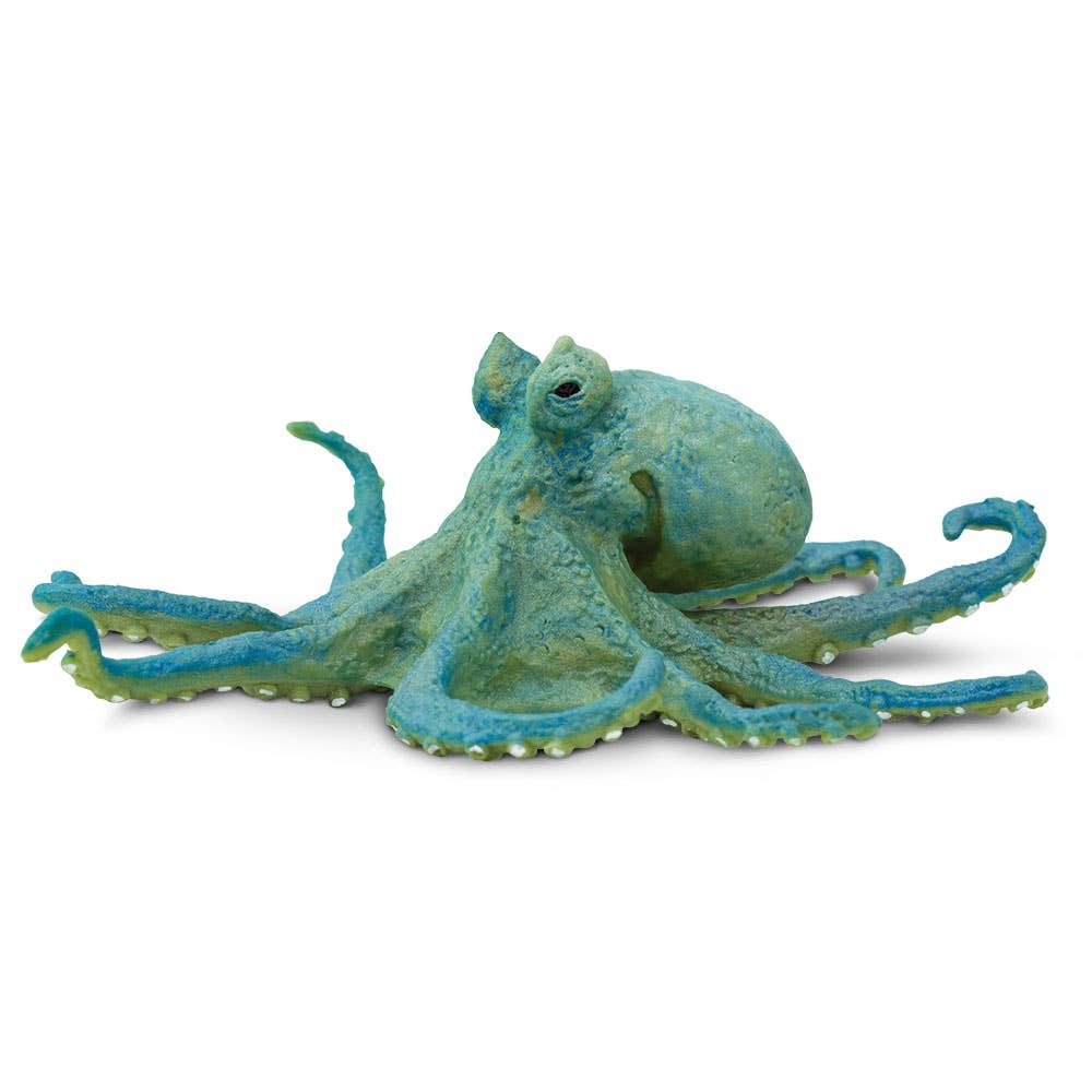 Octopus - 200929