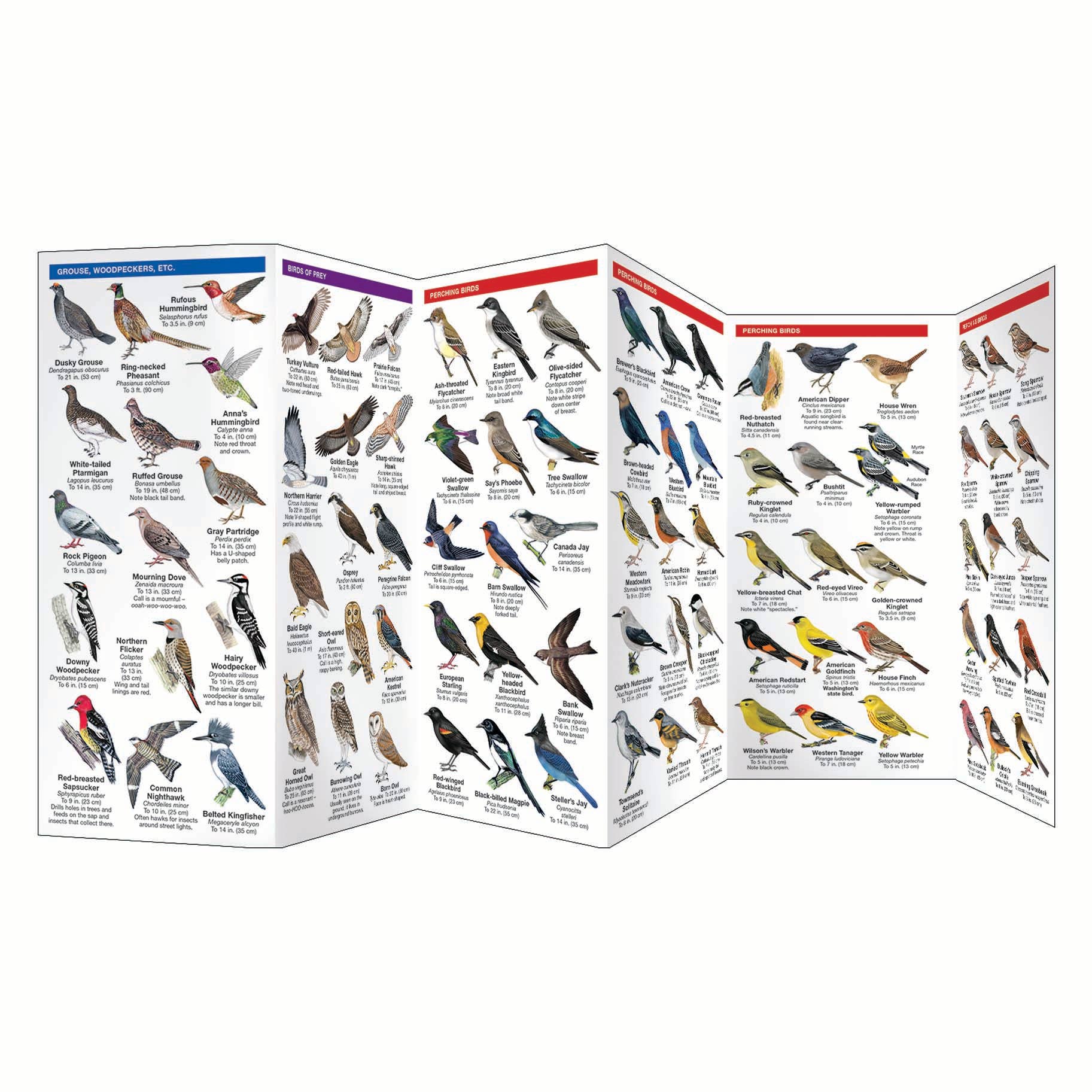 Washington State Birds