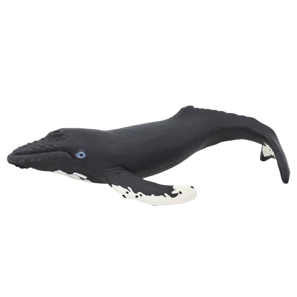 Humpback Whale - 202029
