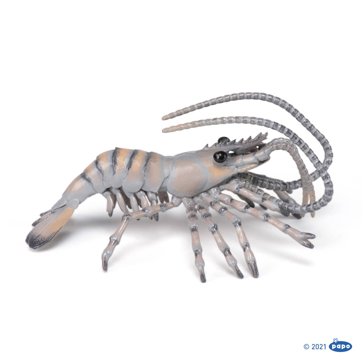 Shrimp
